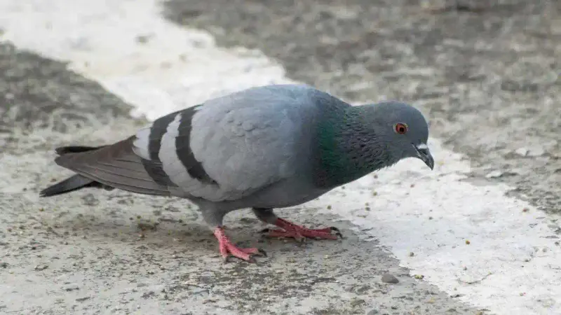 Pigeon biset