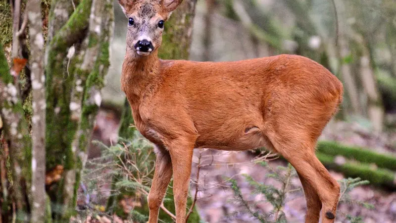 [Récit de chasse] Parce que ne pas tirer est aussi un acte de chasse, une belle rencontre avant Noël