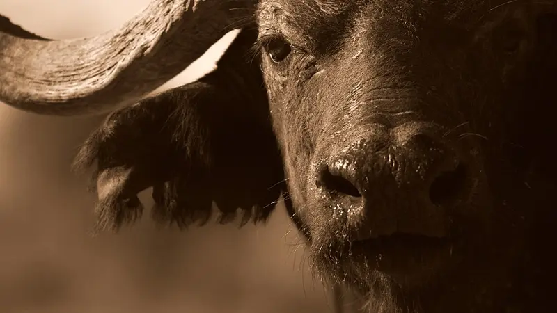 Le véritable rôle de la chasse en Afrique