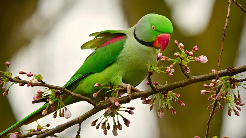 Perruche à collier : faut-il en autoriser la chasse pour protéger la biodiversité ?