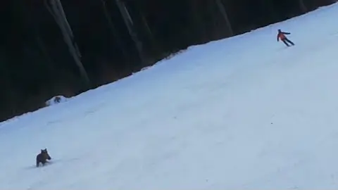 Roumanie : un ours poursuit un skieur sur une piste