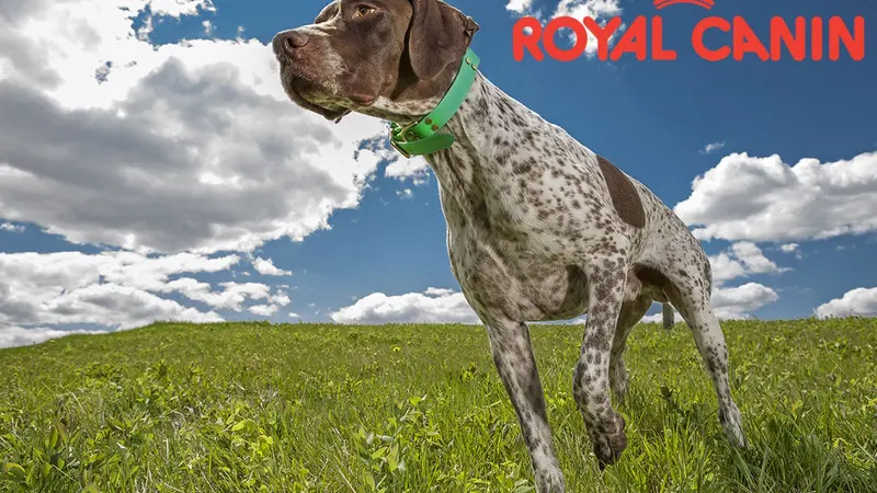 Non, Royal-Canin n'a pas l'intention de stopper son engagement dans la chasse !