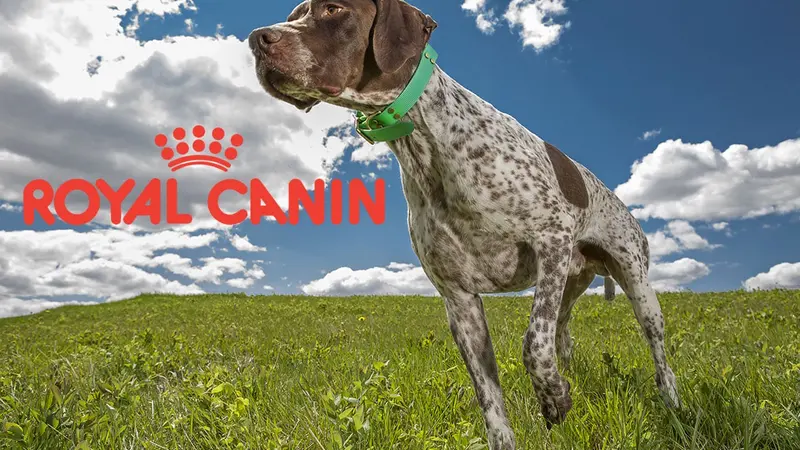 polémique royal canin