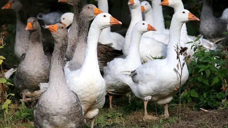 Peta veut rebaptiser la rue de l’Oie à Périgueux