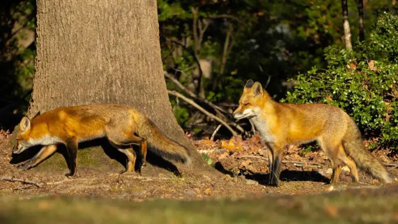 Le rut du renard