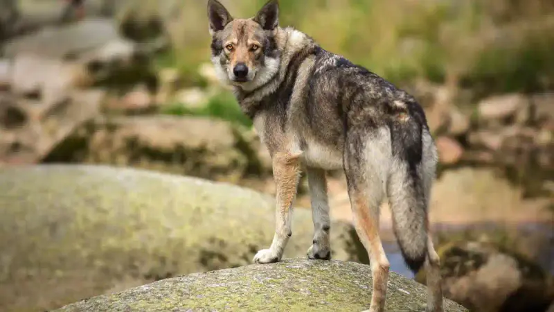 Aveyron : finalement aucun chien n’a été abattu pour défendre les troupeaux