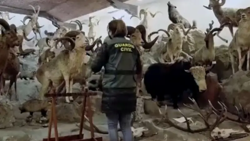 Espagne : saisie de plus de 1000 animaux naturalisés dont certaines espèces disparues