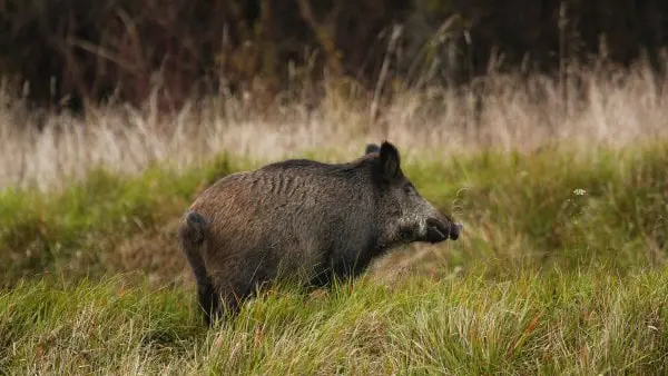Alerte info : Cas de maladie d’Aujeszky dans les Pyrénées-Atlantiques