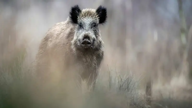 Un sanglier massif de 130kg se joue des chasseurs et blesse 3 chiens dans le Lot