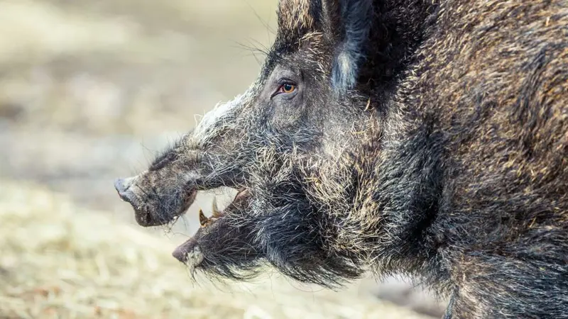 Un foyer de peste porcine africaine découvert à la frontière Française