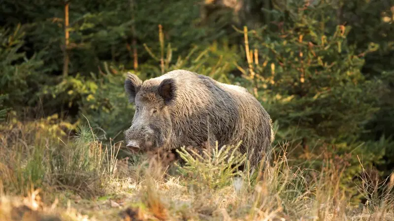 Les sangliers capturés par les chasseurs à Bayonne offerts à la Banque Alimentaire