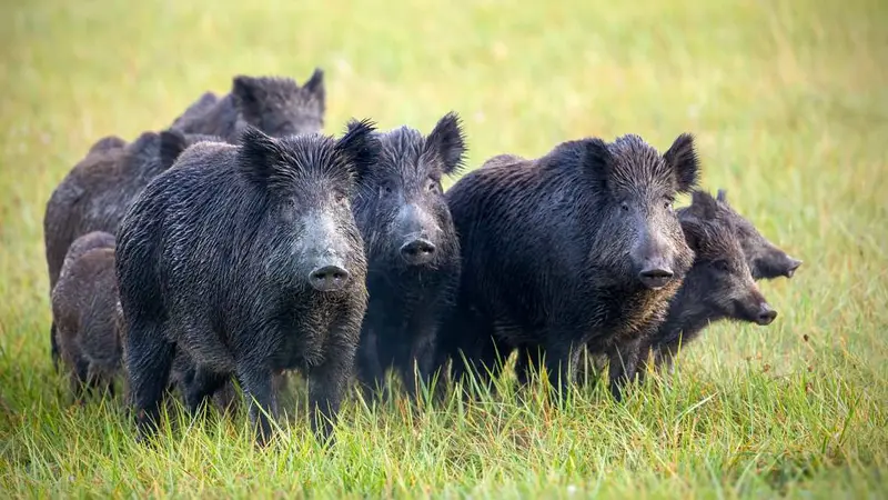Les chasseurs appelés à la rescousse pour réguler les sangliers dans l’enceinte d’un lycée de l’Oise