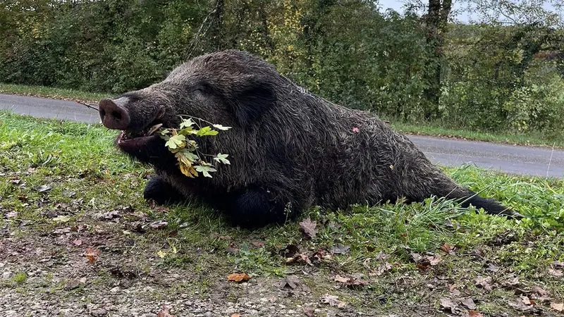Un jeune chasseur de 17 ans prélève un sanglier de 164 kg !