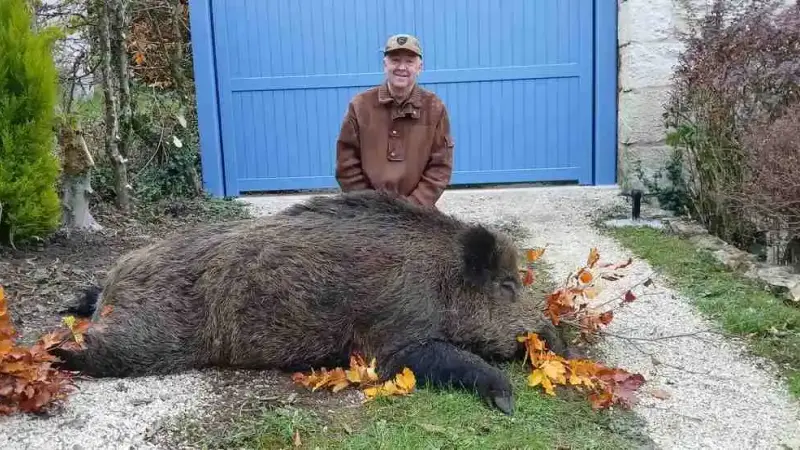 Un superbe sanglier de 164kg prélevé en Haute-Marne