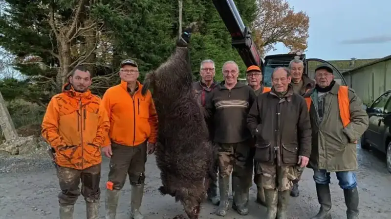 Un sanglier de 172 kilos tué en Bretagne