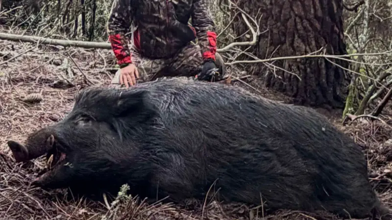 sanglier-178kg-corse