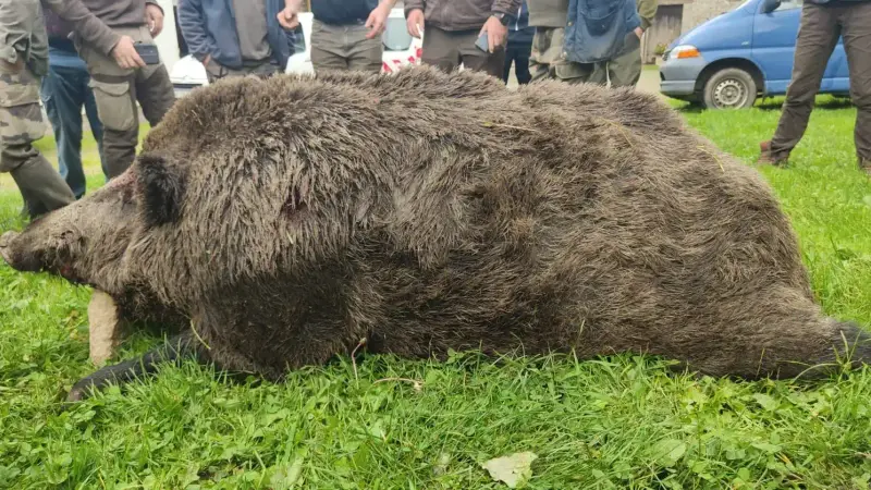 Un sanglier record de 180kg prélevé en Bretagne