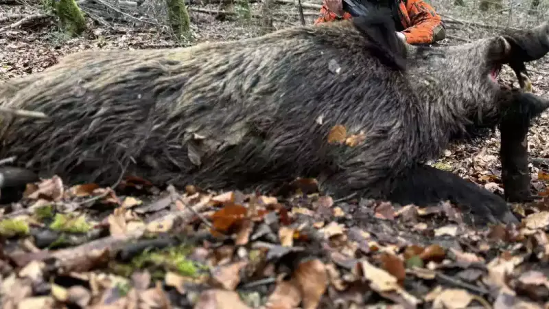Un sanglier monstrueux de 196kg prélevé en forêt de Clairvaux