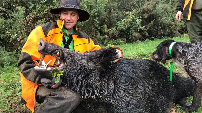 Récit : un sanglier de 213 kilos prélevé en Loire-Atlantique