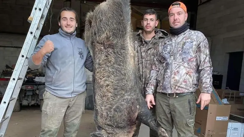 Ils partent chasser le lapin et reviennent avec un sanglier de 216 kilos