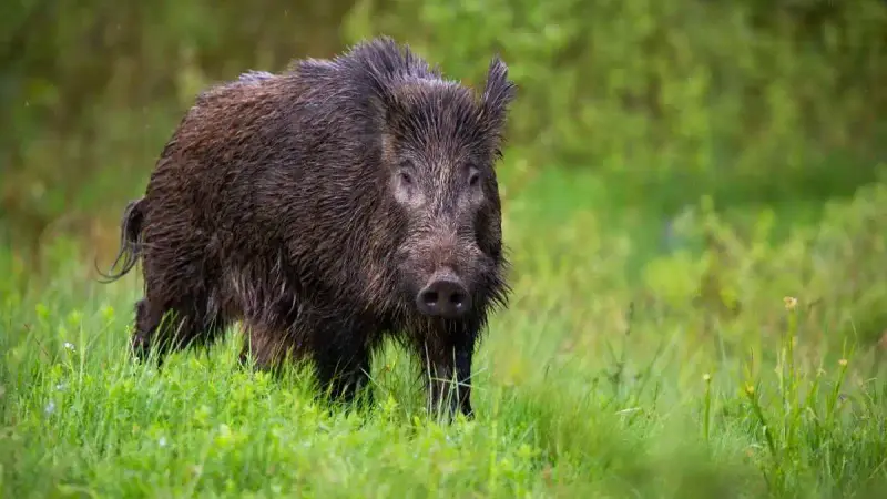 Un chasseur de 62 ans chargé et mordu par un sanglier dans les Pyrénées