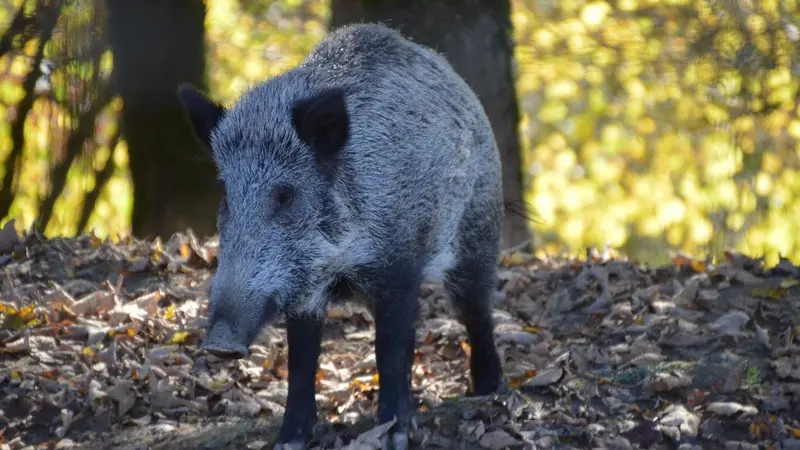 Fermeture du grand gibier décalée en Wallonie