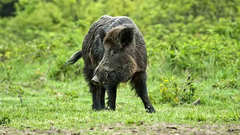 La Belgique considérée comme indemne de peste porcine africaine.