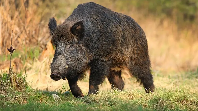 Un chasseur blessé par un sanglier dans le Cher