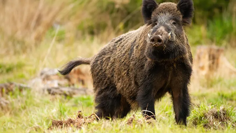La peste porcine africaine détectée dans le nord-ouest de l’Italie