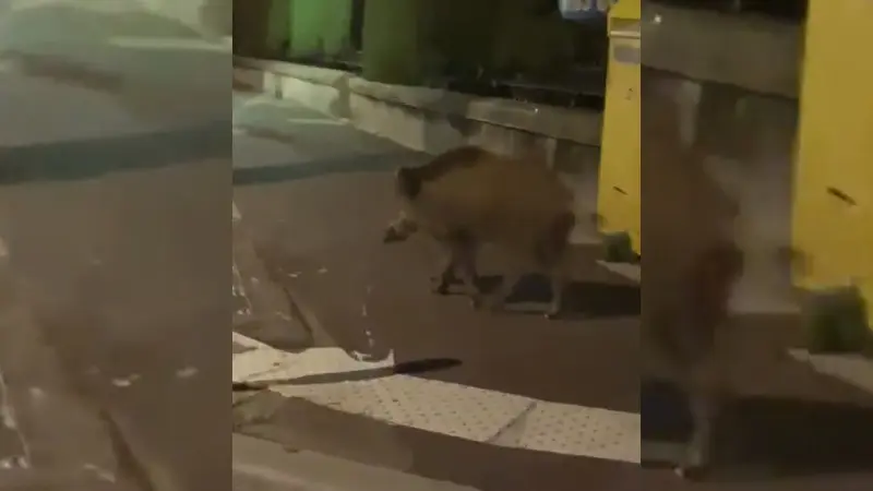 Un sanglier aperçu en pleine promenade dans les rues de Nice