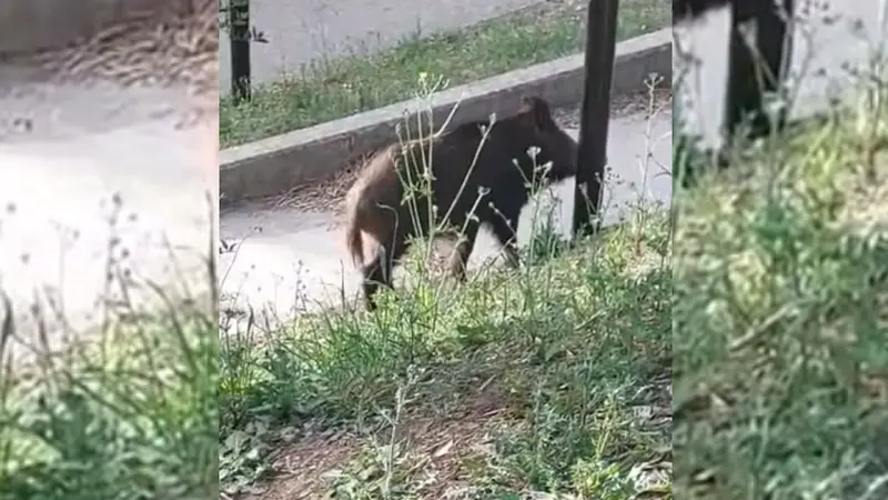Gard : Un sanglier abattu en pleine ville par mesure de sécurité