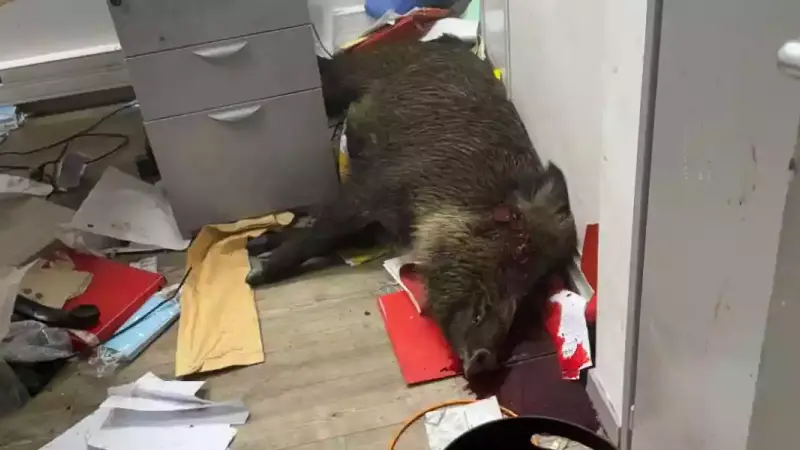 sanglier abattu dans la mairie de Sallanches