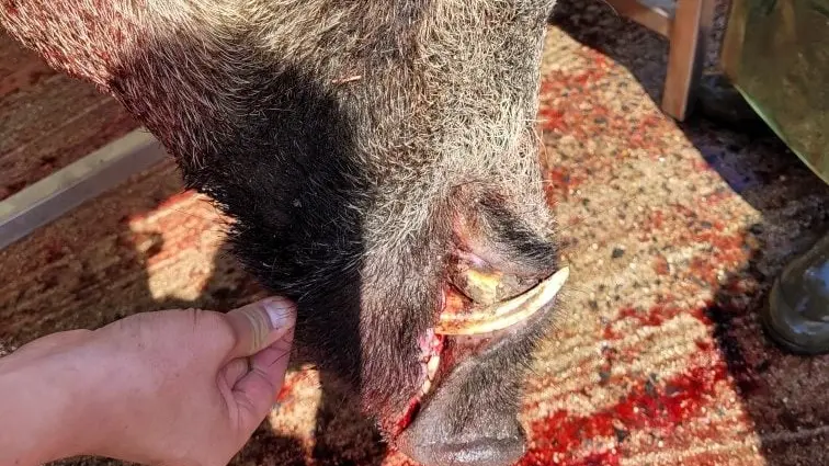 Un monstre de 178 kg prélevé en Seine et Marne