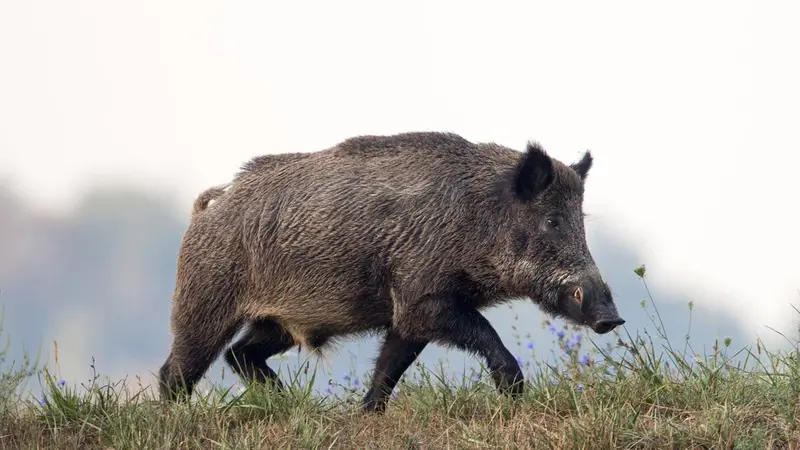 Corse : un sanglier perfore l’abdomen d’un habitant d’Ajaccio
