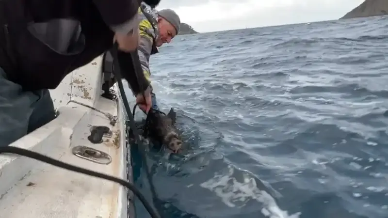 sanglier au large de la ciotat