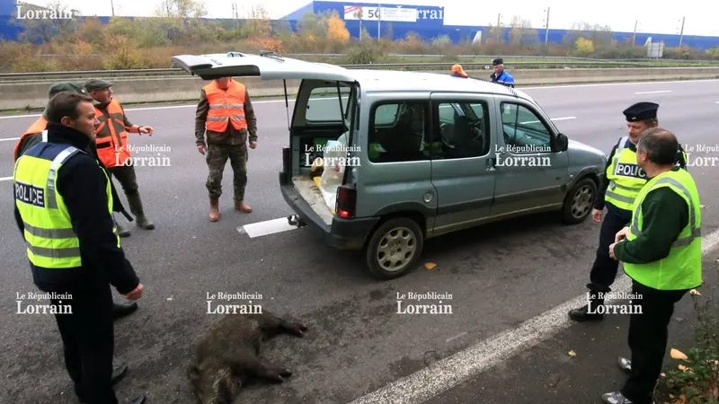 Vidéo : des lieutenants de louveterie appelés pour un problème de sanglier sur l'autoroute