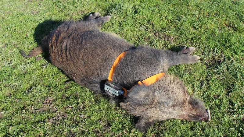 Haute-Garonne, la fédération des chasseurs équipe des sangliers de balises GPS