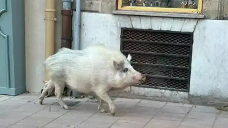 Sanglier blanc Varages
