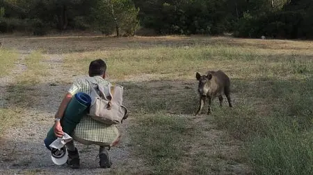 La chasse aux sangliers est ouverte dans les Calanques