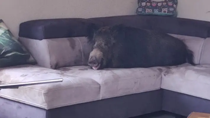Insolite : elle trouve un sanglier installé sur son canapé