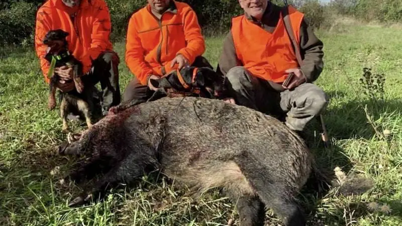 Des habitants réclament une battue : un sanglier de 130kg est tué après avoir lui même tué un chien