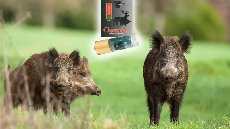 Retour de la chevrotine
