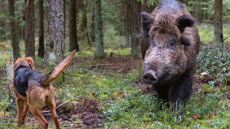 Surpris qu’un sanglier s’attaque à ses chiens, un homme porte plainte contre la société de chasse