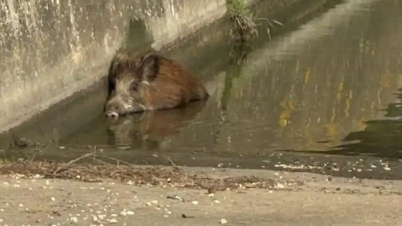 sanglier coincé dans un canal du gard