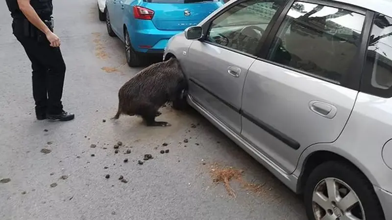 Un sanglier coincé dans le passage de roue d’une voiture