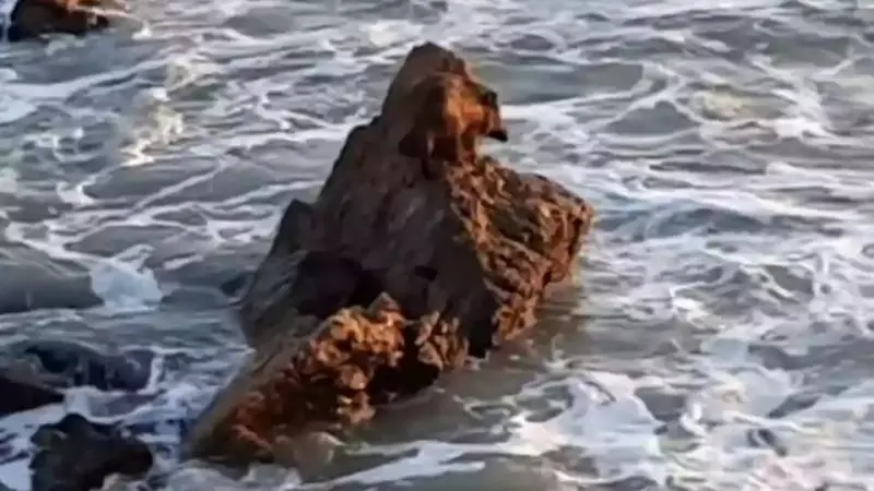 sanglier coincé sur un rocher aux sables d'olonne