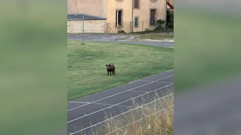 sanglier college rodez