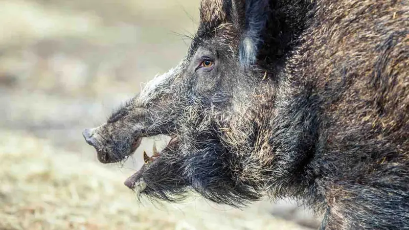 chasseur tué par un sanglier