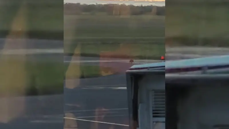 Un sanglier filmé près des pistes de l’aéroport de Montpellier