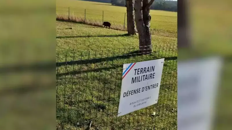sanglier dans une gendarmerie